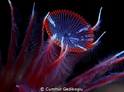 Serpula vermicularis by Cumhur Gedikoglu 